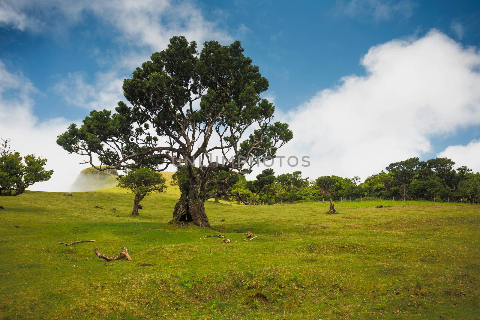 Beautiful landscape of Ancient trees in Madeira Island - Portugal