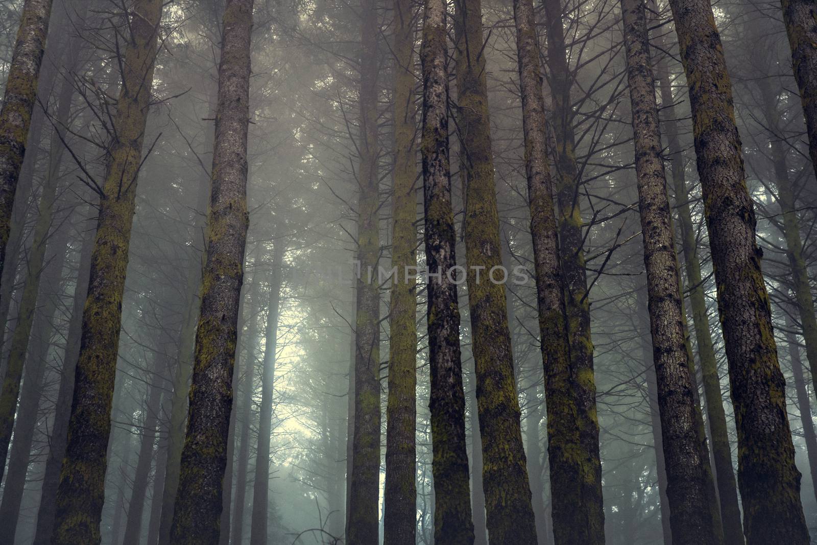 Beautiful forest landscape
 by Iko