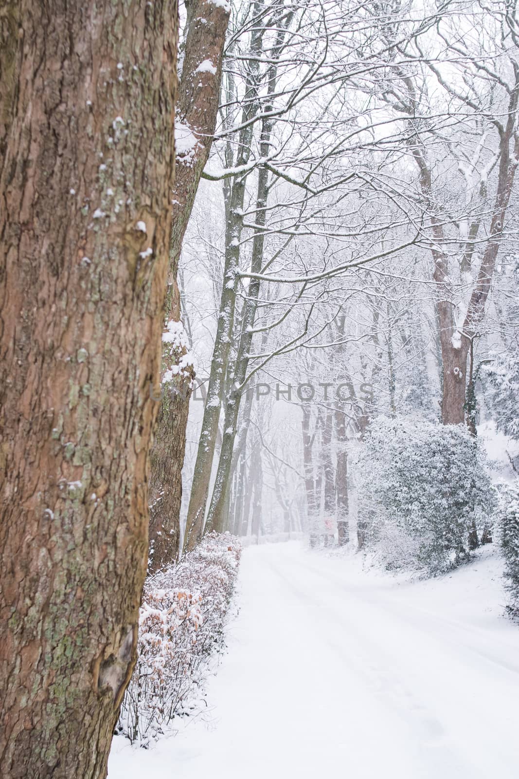 Snowy road at Lousberg in Aachen, Germany by mbsnapshot