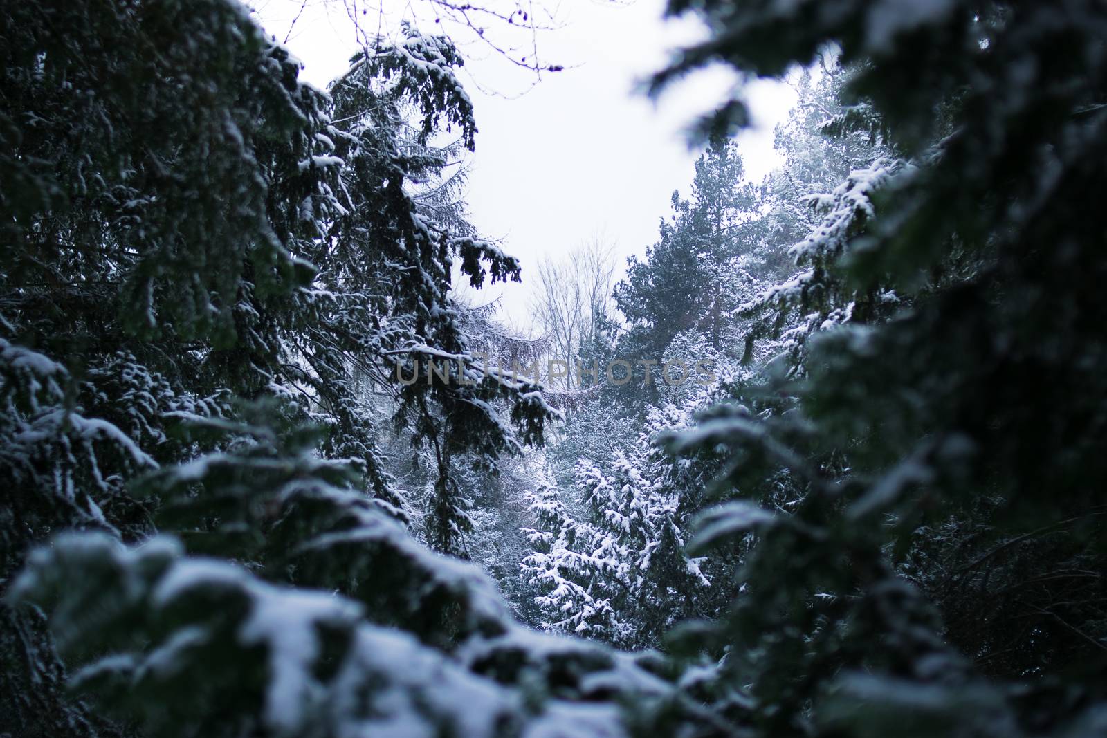 AACHEN, GERMANY - Snowy landscape at the hill Lousberg