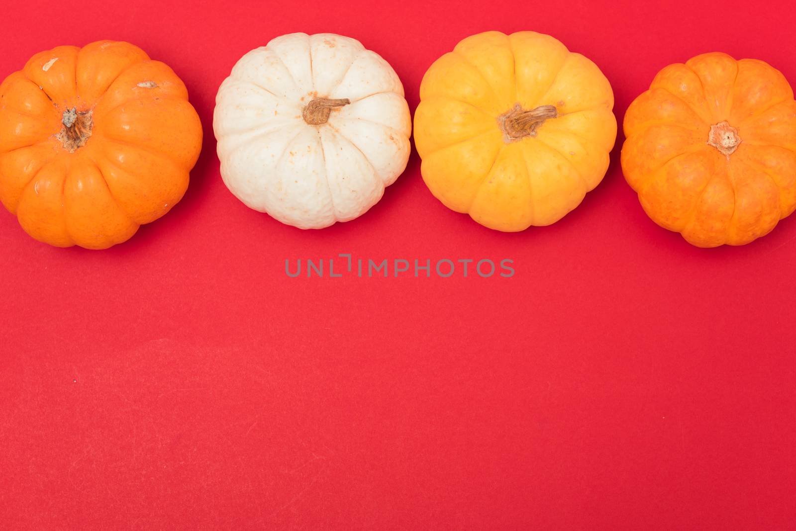 Halloween and Thanksgiving day pumpkins and leaves on red background with copy space for use