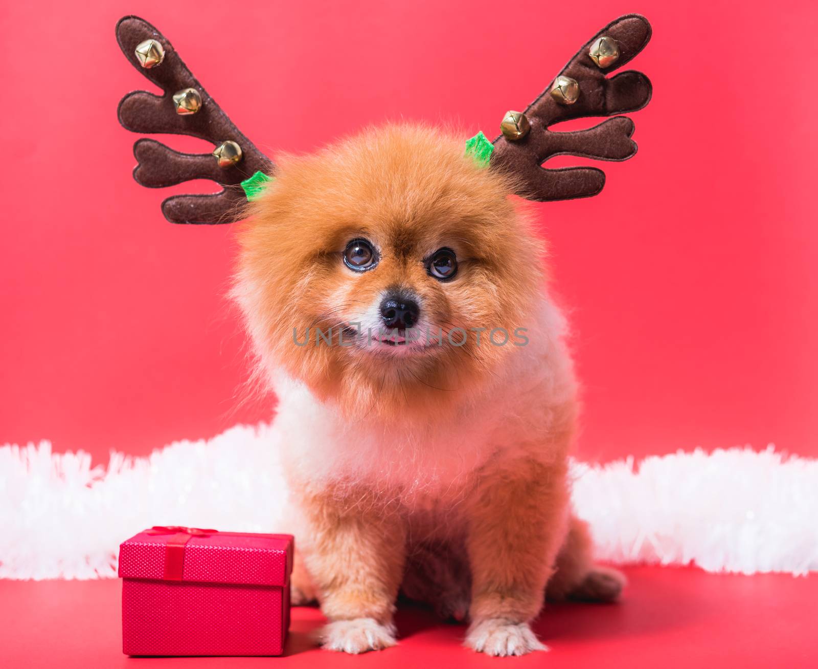 Closeup Chihuahua dog funny portrait in reindeer, christmas deer costume on red background