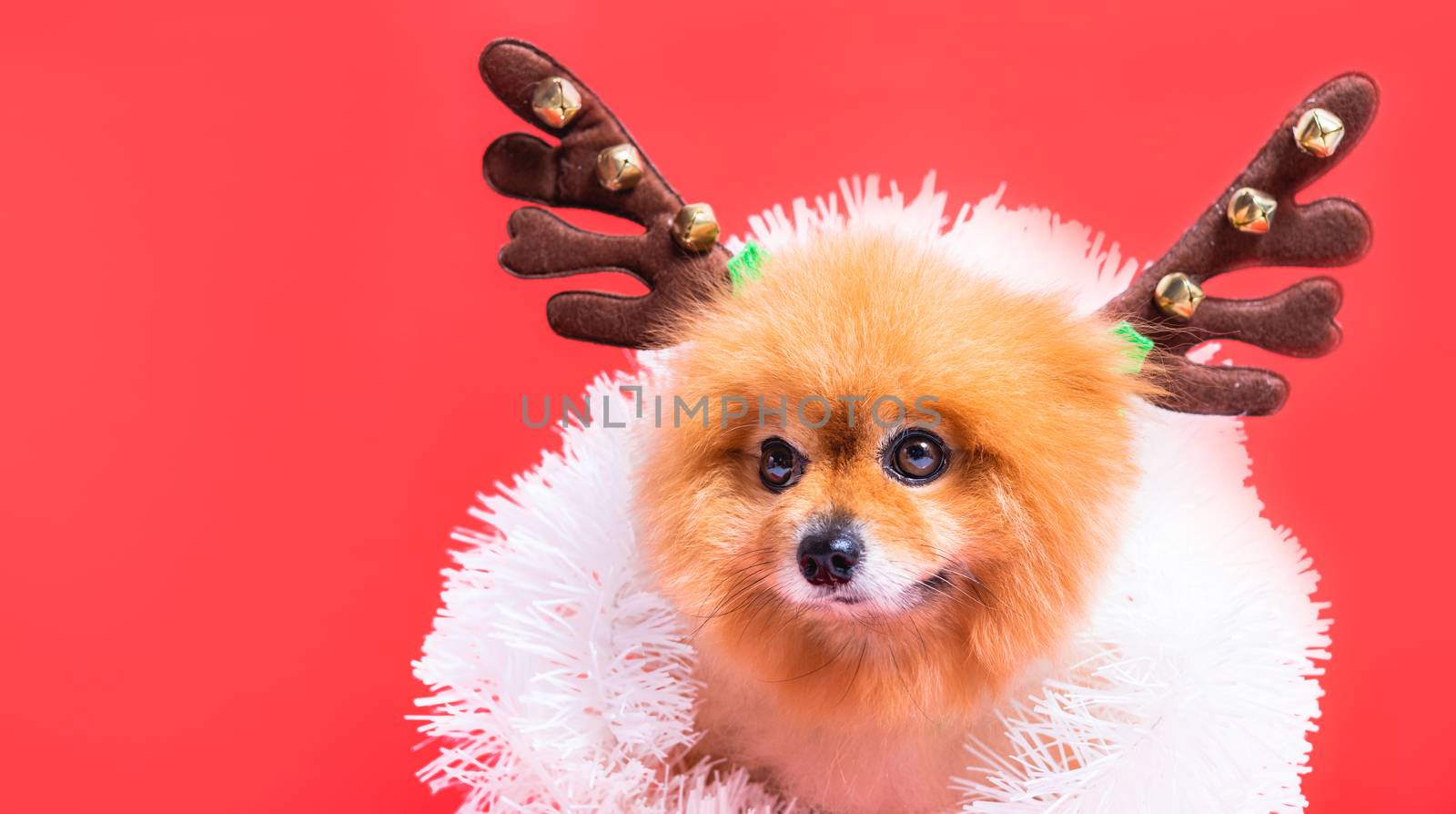 Closeup Chihuahua dog funny portrait in reindeer, christmas deer costume on red background
