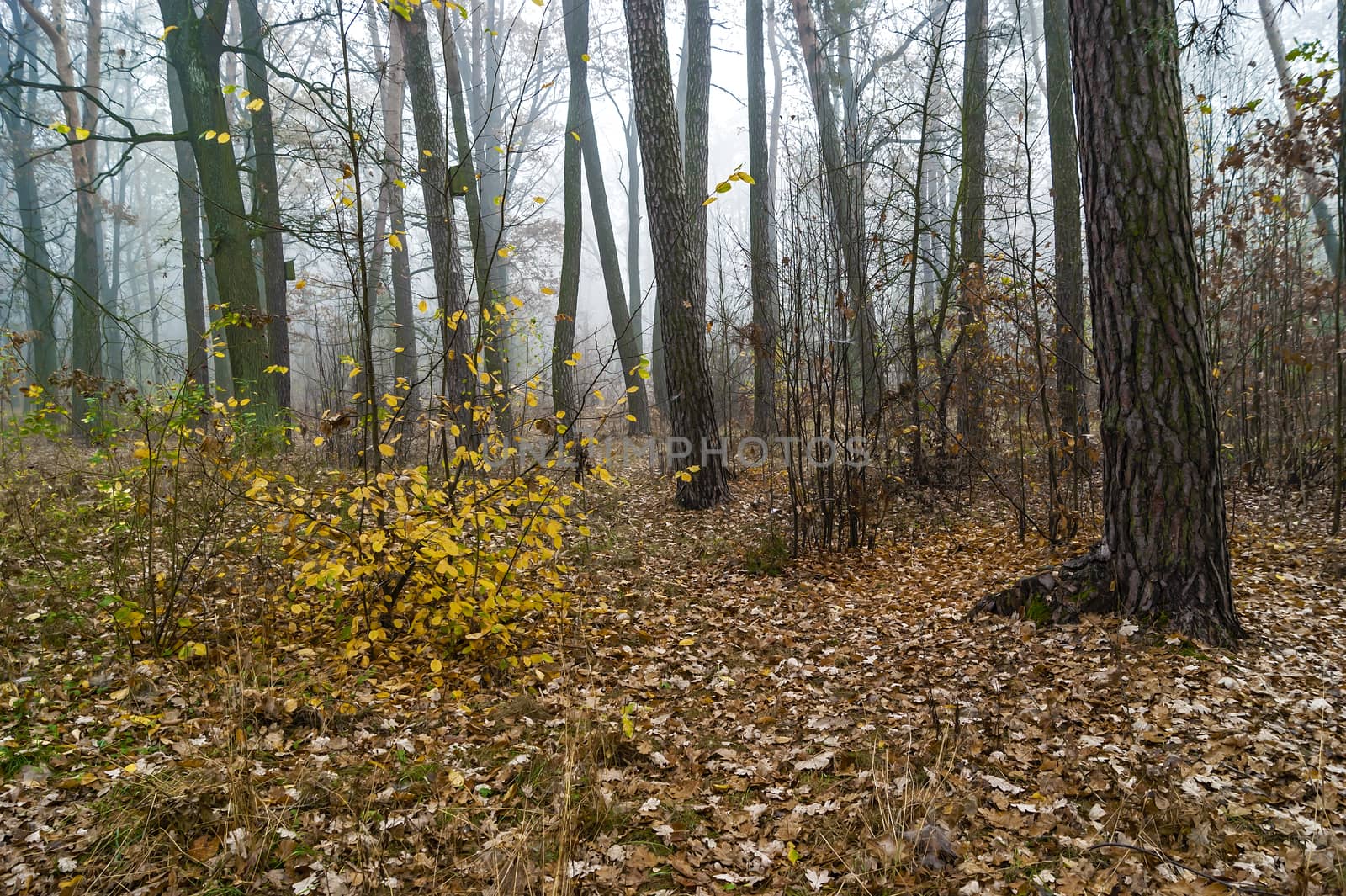 Morning in the autumn forest, fog, trees and fallen leaves