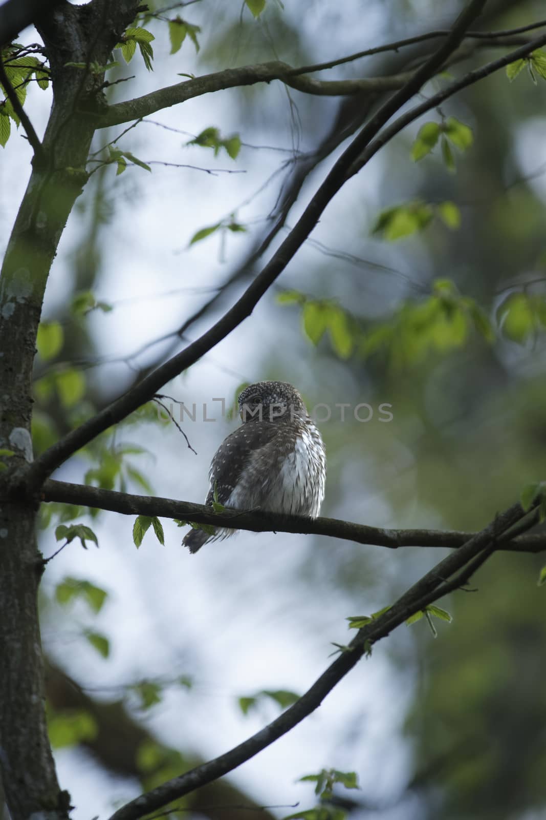 Cute Pygme owl in super green forest surroundings, Bialowieza, Poland