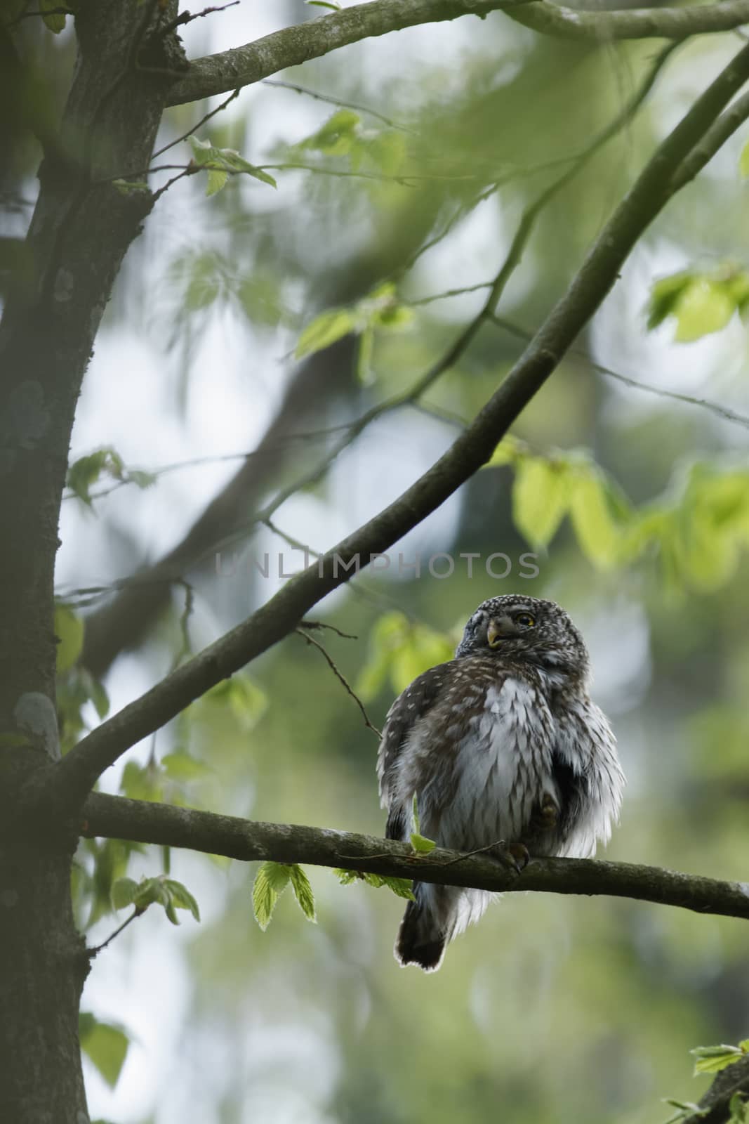 Cute Pygme owl in super green forest surroundings, Bialowieza, Poland