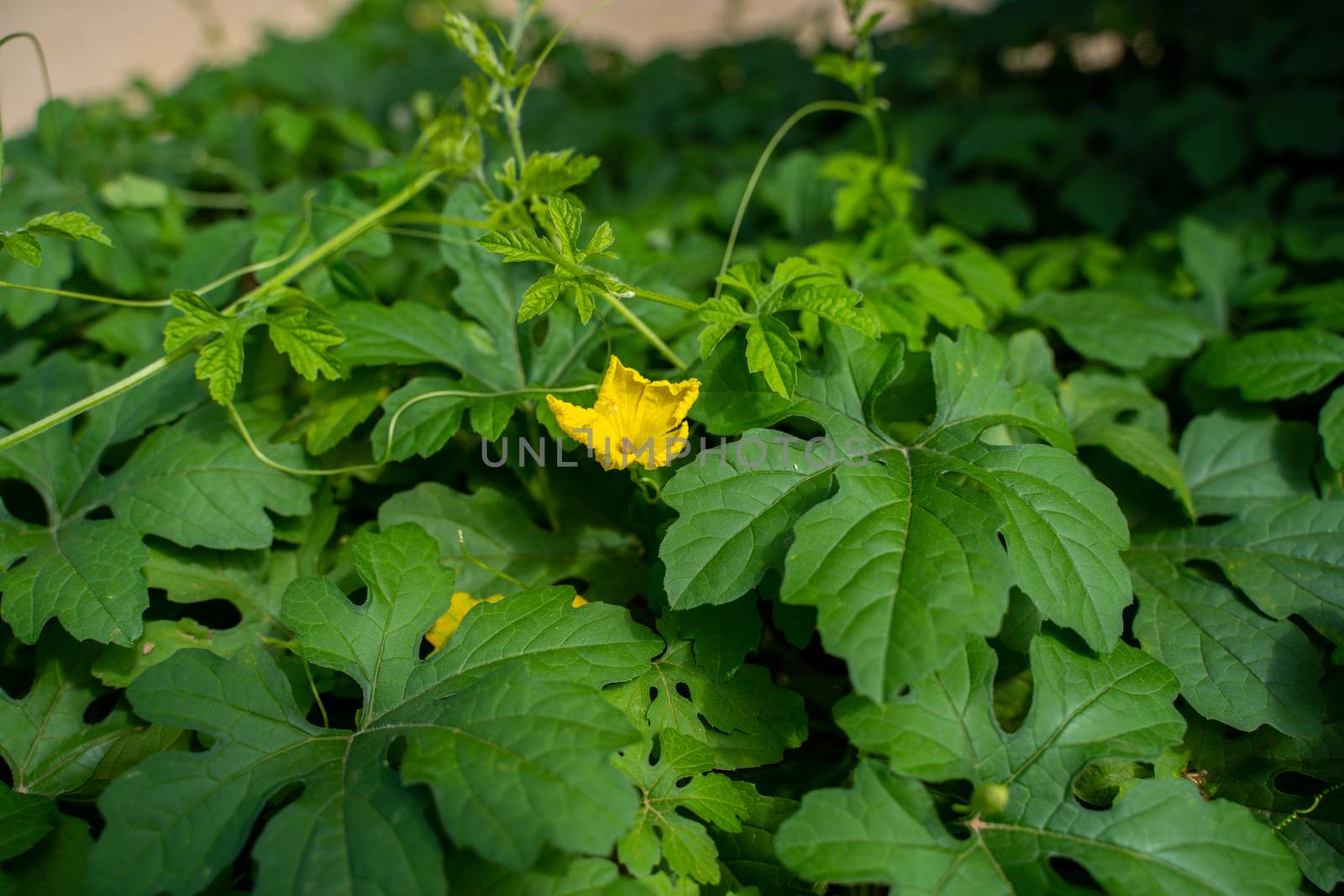 Bitter melon vine in the garden. Summer sunny day.Two different types of Bitter melon vine by peerapixs