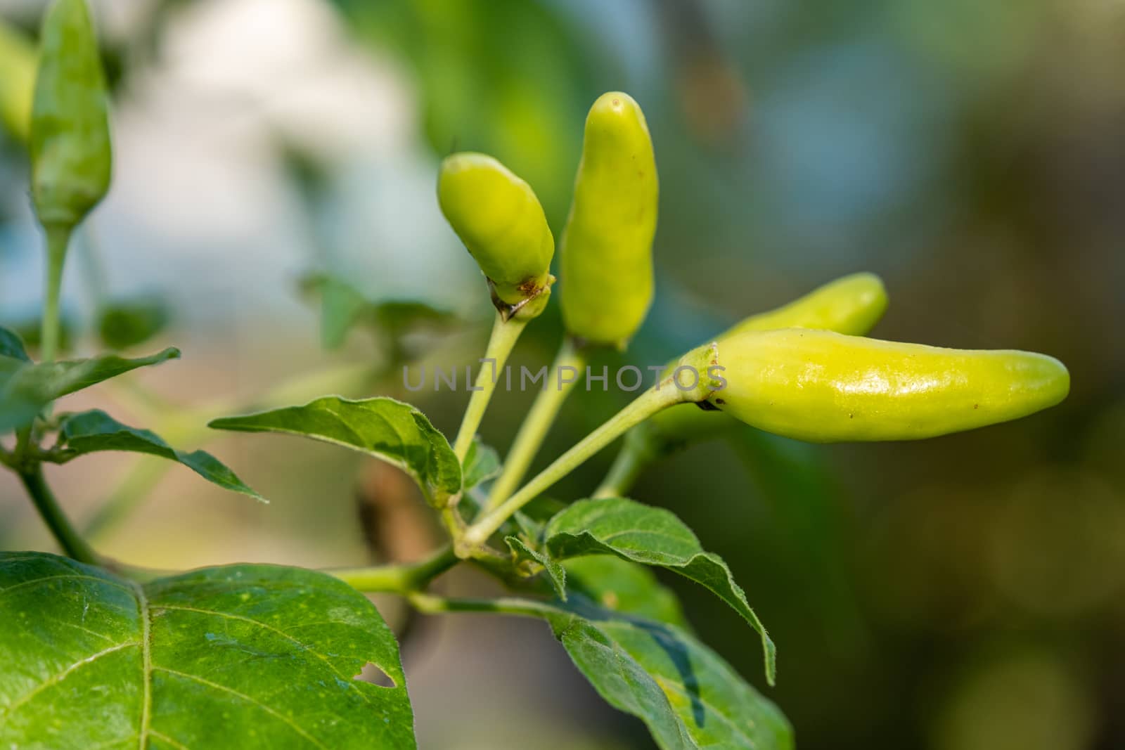 Select focus Close up shot of a green chilli tree in the garden