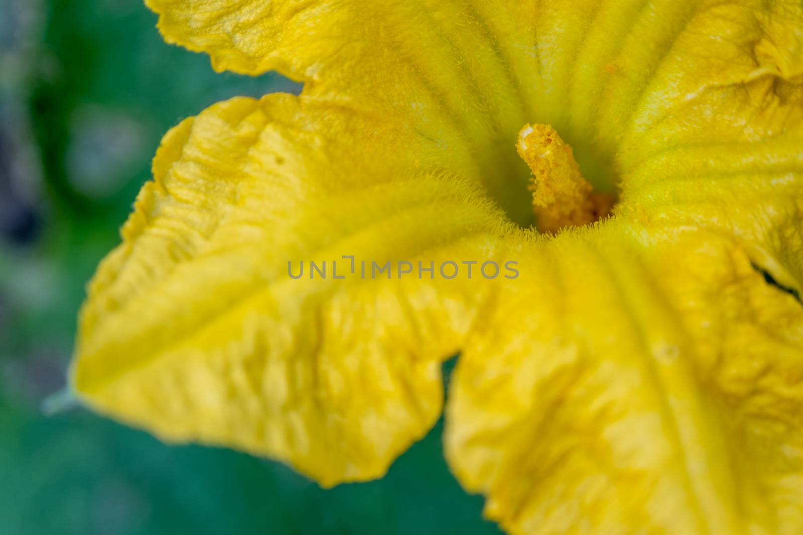 A Closeup Pumpkin flower blossoming. Pumpkin flower flower blossoming in the backyard