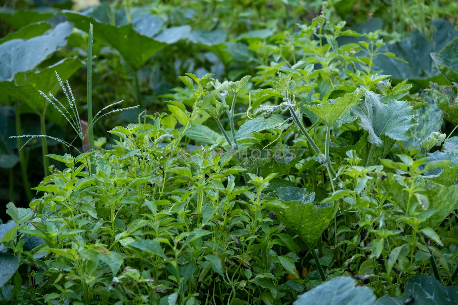 The Holy basil, herbs with basil flowers in the garden