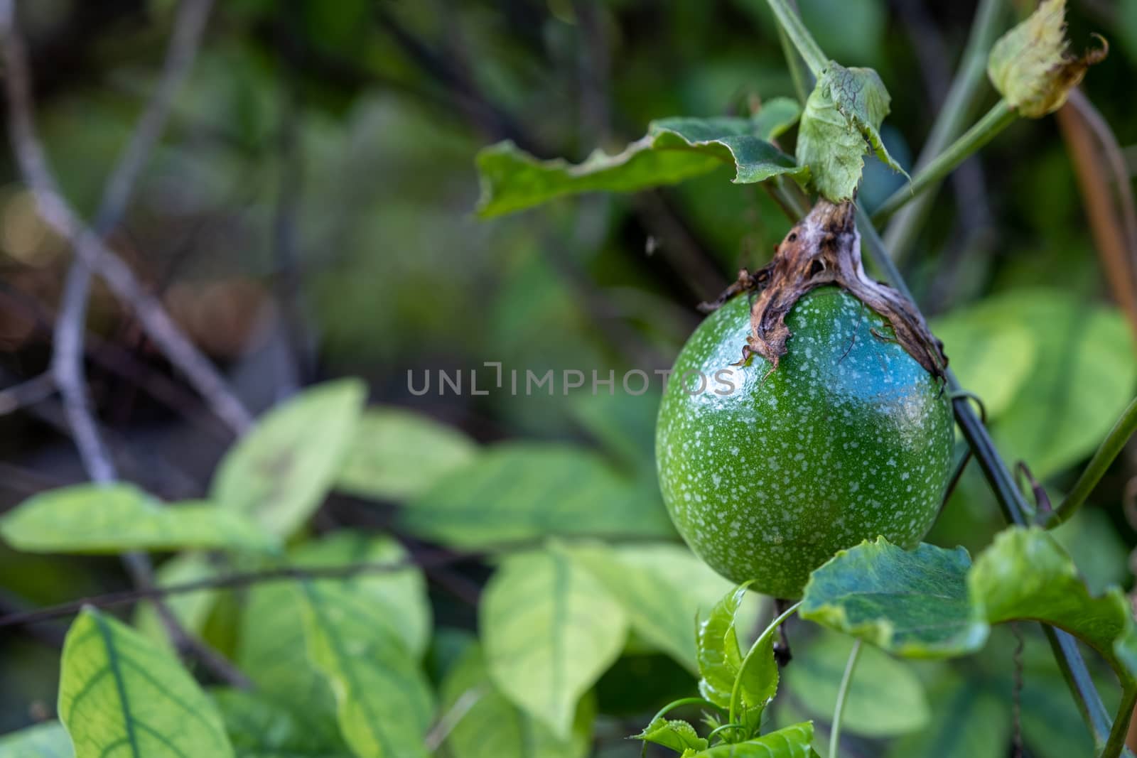 A Passion fruit on the vine. Close up of passion fruit on the vine, selective focus