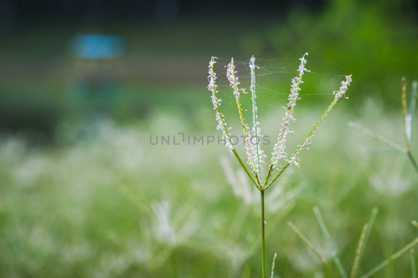 Select focus of grass flower with blur background by peerapixs