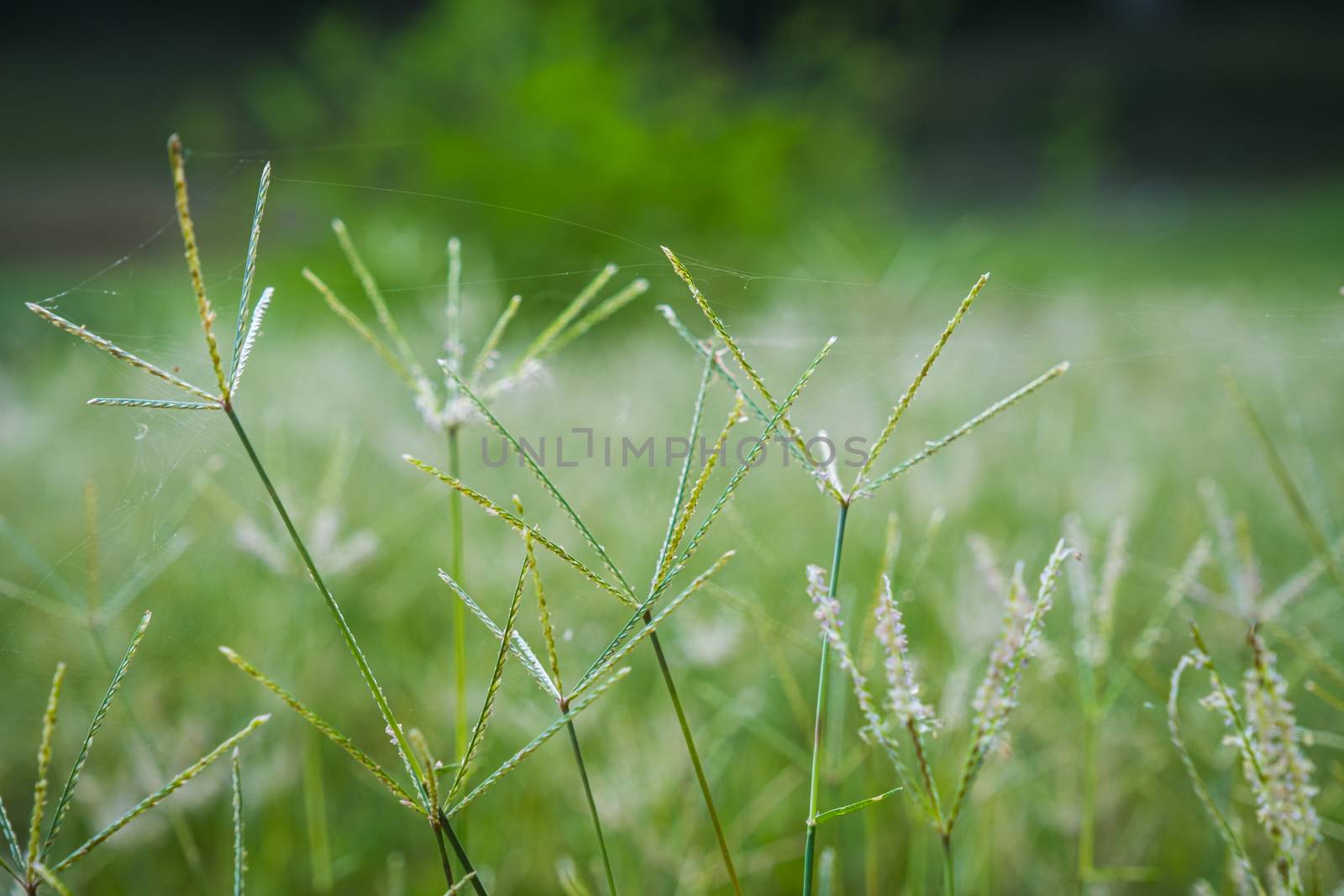 The Select focus of grass flower with blur background