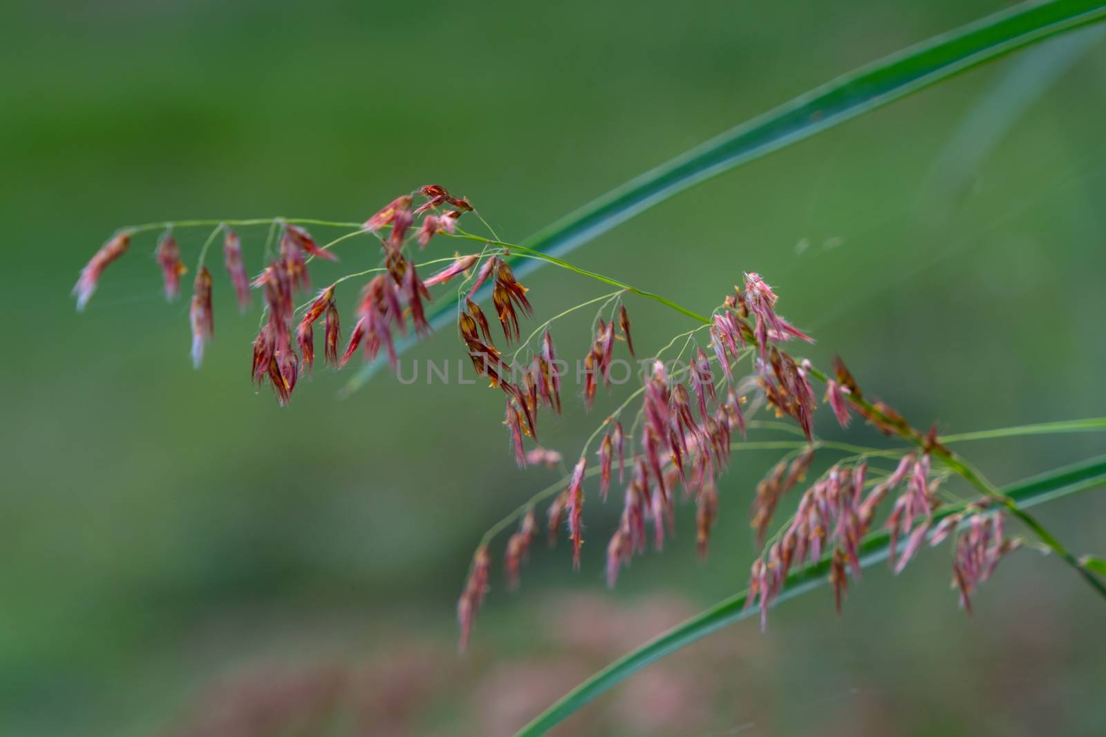 Select focus of grass flower with blur background by peerapixs