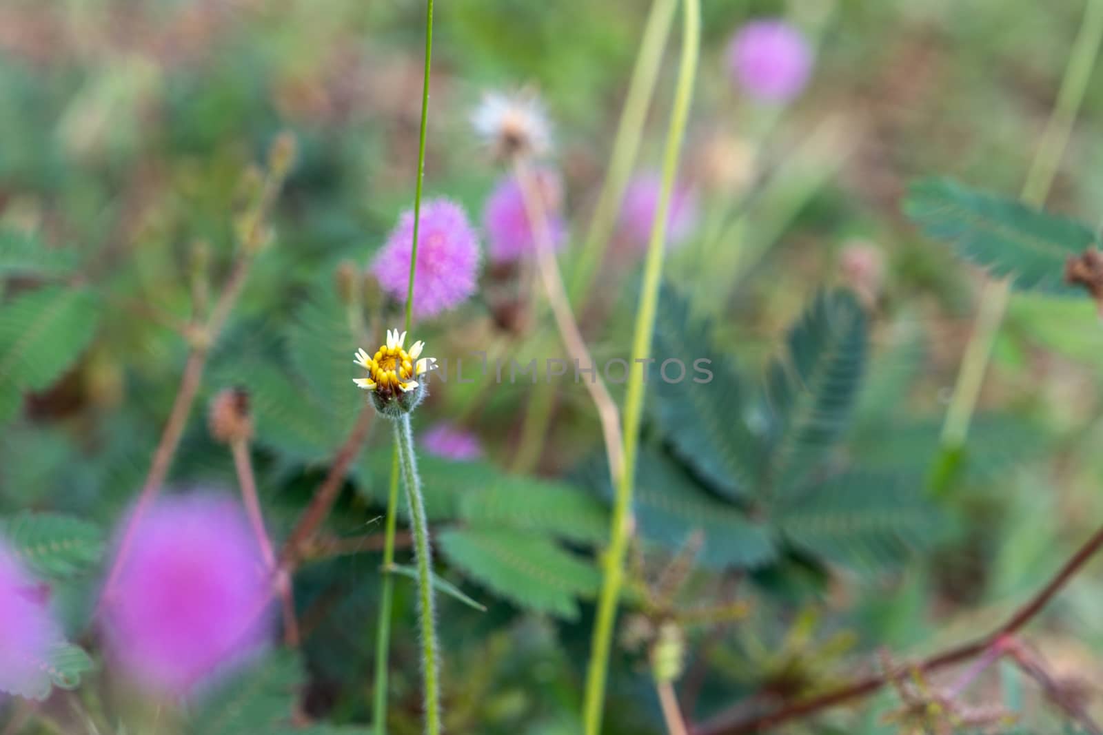 white wild daisy grass flowers under summer sunlight selective focus green grass field with blur authentic outdoor background by peerapixs