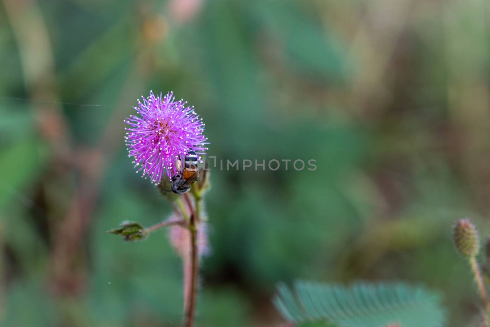 Closeup to Sensitive Plant Flower, Mimosa Pudica with small bee on blur background by peerapixs