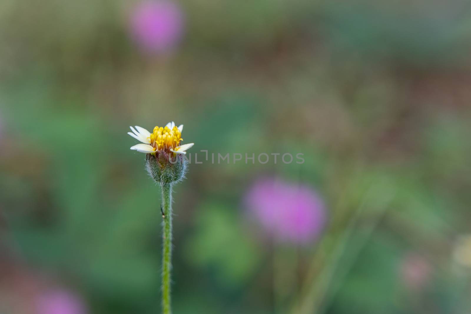 A white wild daisy grass flowers under summer sunlight selective focus green grass field with blur authentic outdoor background