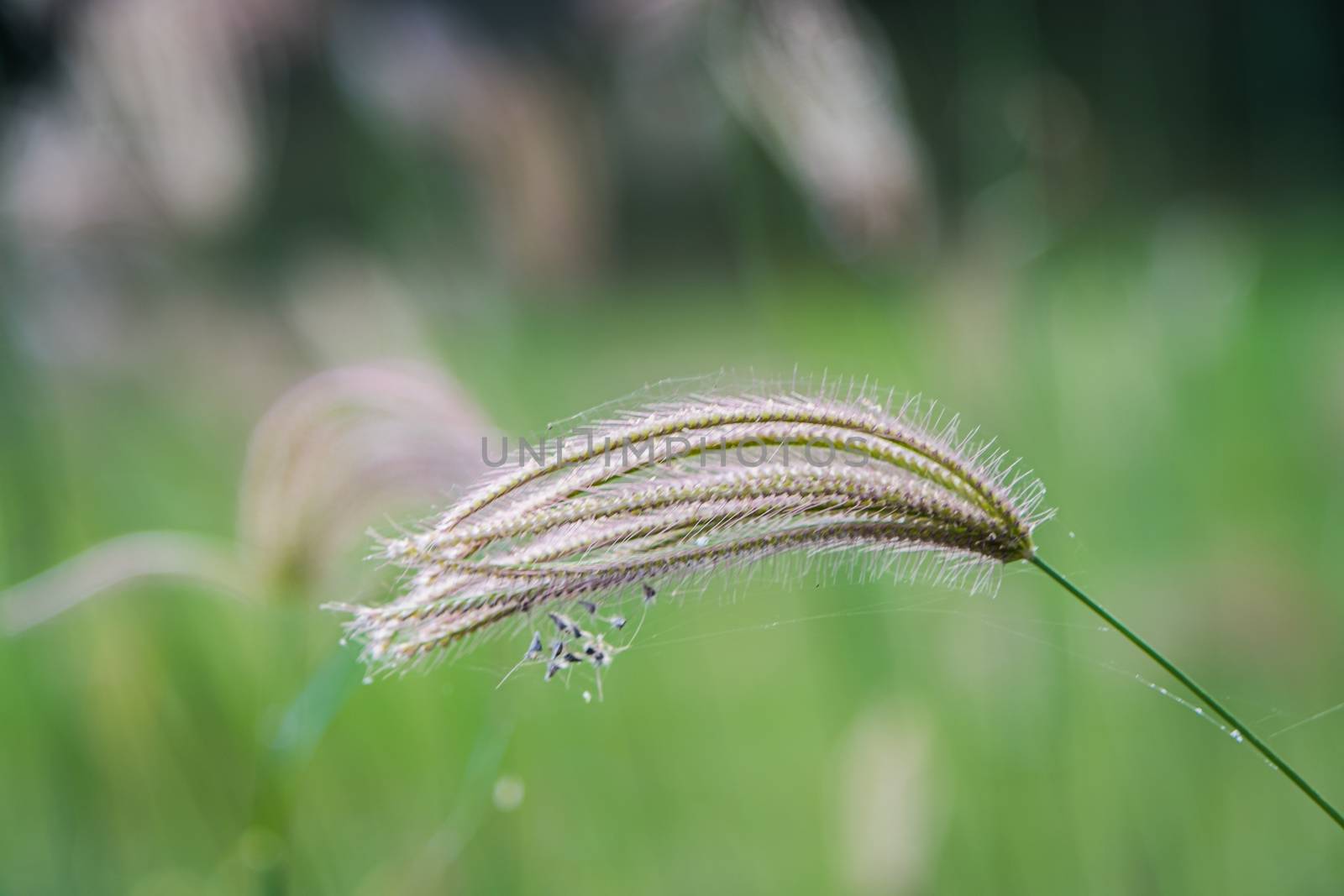 The Select focus of grass flower with blur background