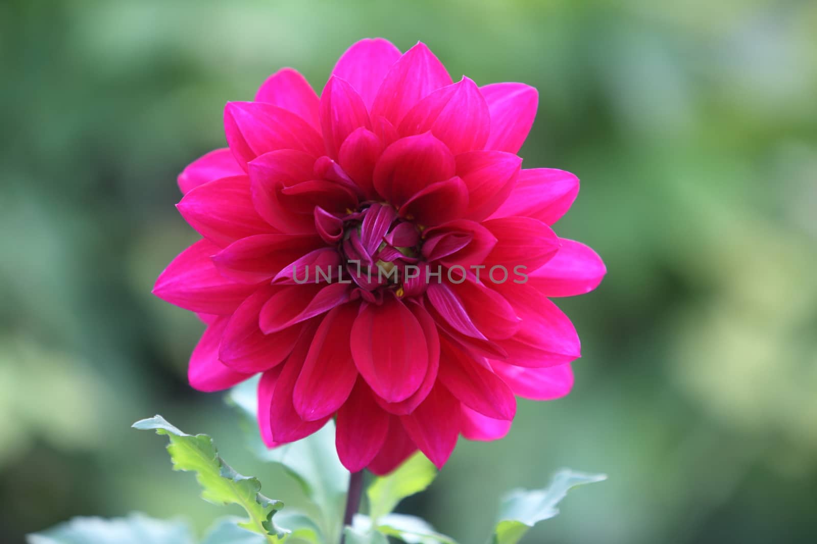 a purple dahlia, plant of the Asteraceae family and native to Mexico