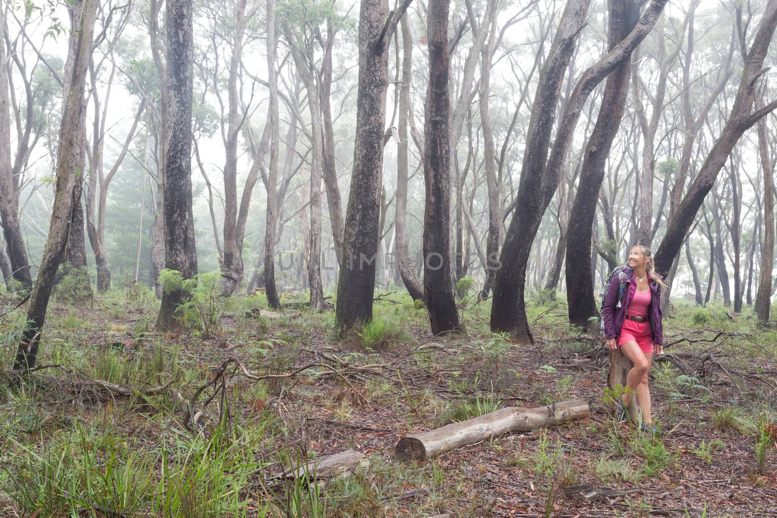 Positive woman hiking in forest of gums and eucalypts by lovleah