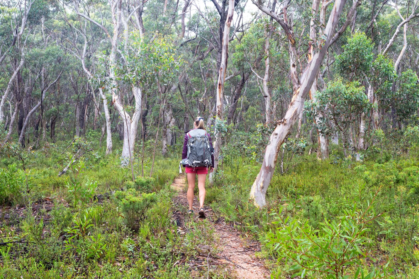 Woman hiking on a trail through a woodlkand forest of gum trees and eucalypts, their sweet smell fragrancing the air