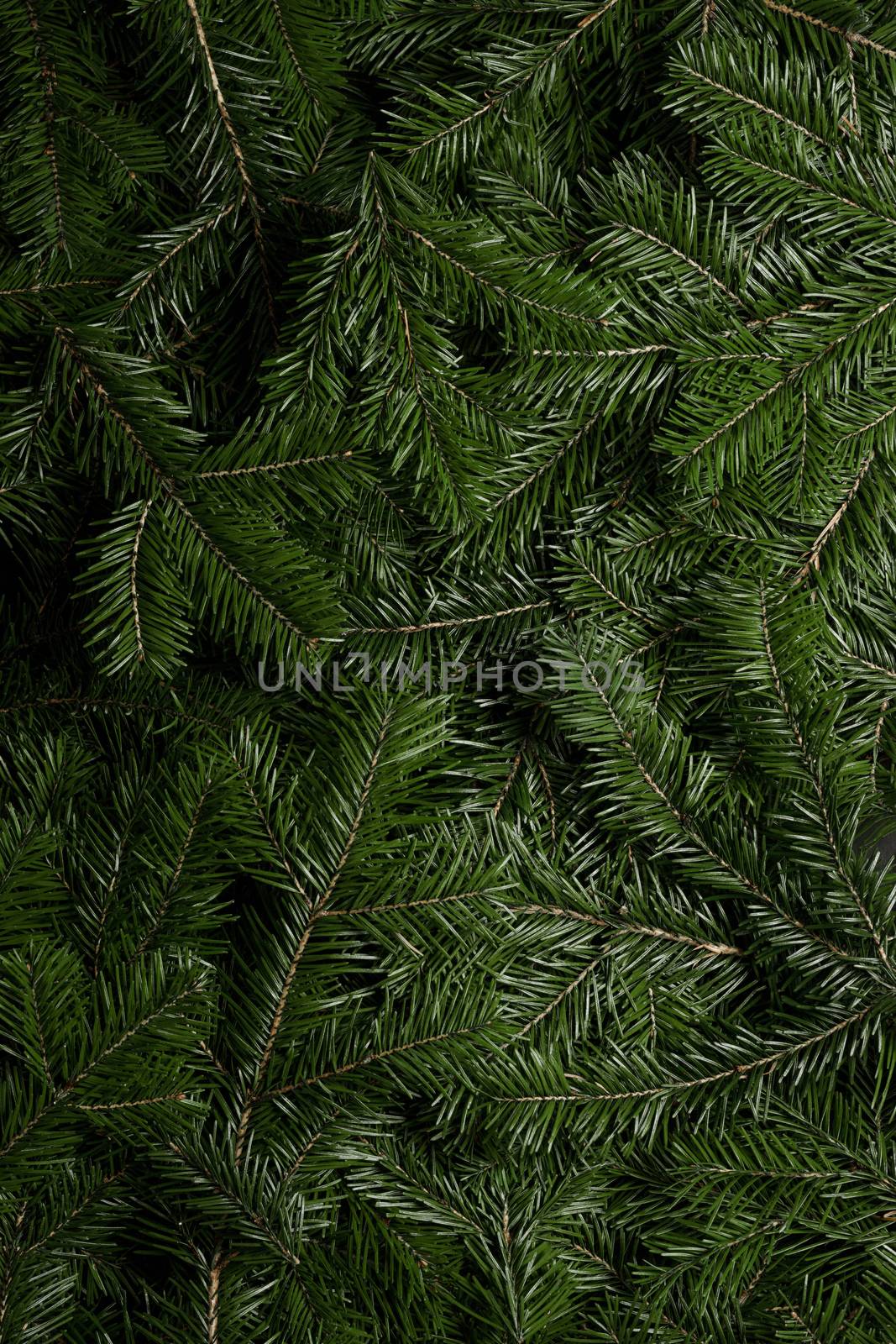 Background of green fir branches by Yellowj