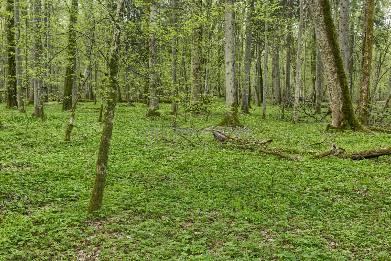 Beautiful view of Bialowieza, the only European primeval forest left, Poland