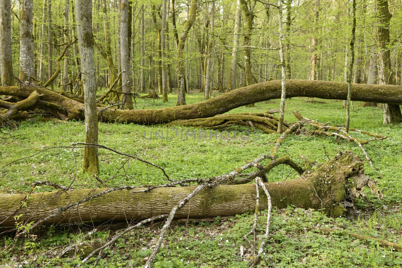 Beautiful view of the original Bialowieza Forest, Poland by emiddelkoop