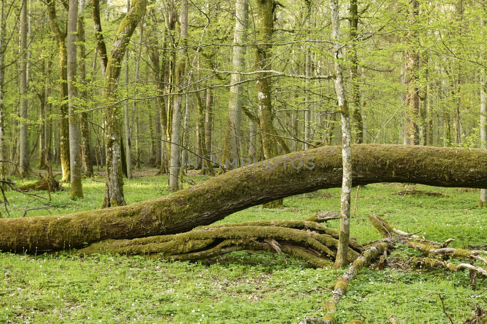 Beautiful view of Bialowieza, the only European primeval forest left, Poland