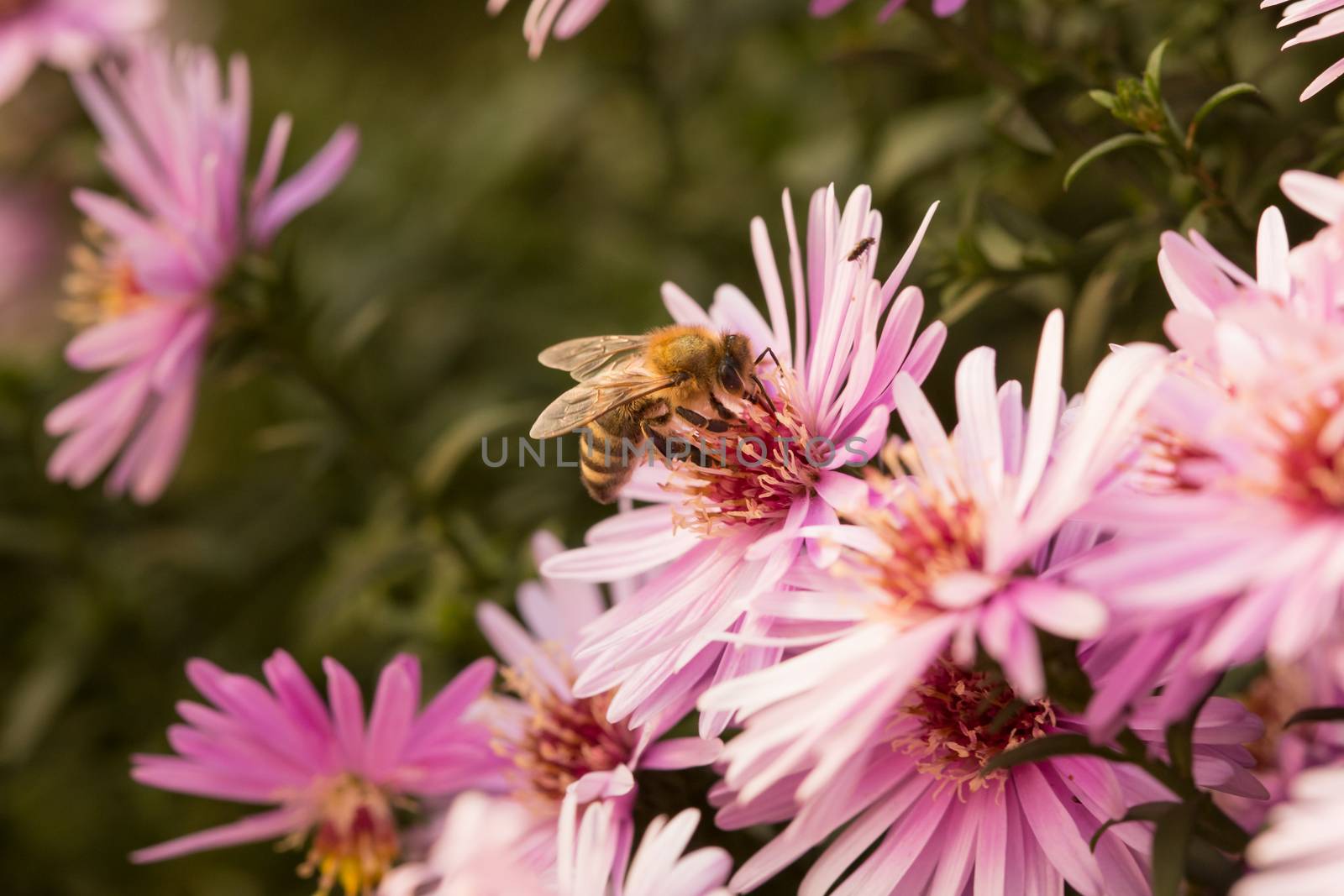 Bee sitting on Starburst Ice Plant, Delosperma floribunda, in garden.