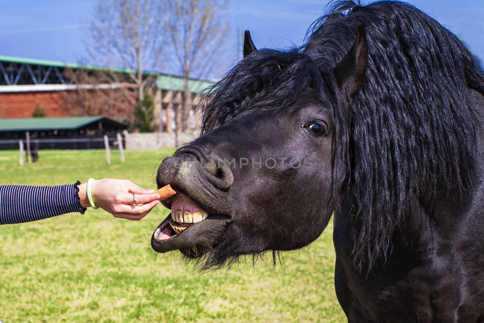 Girl feeds a black horse a carrot .Horse face close-up. Equestrian sport.