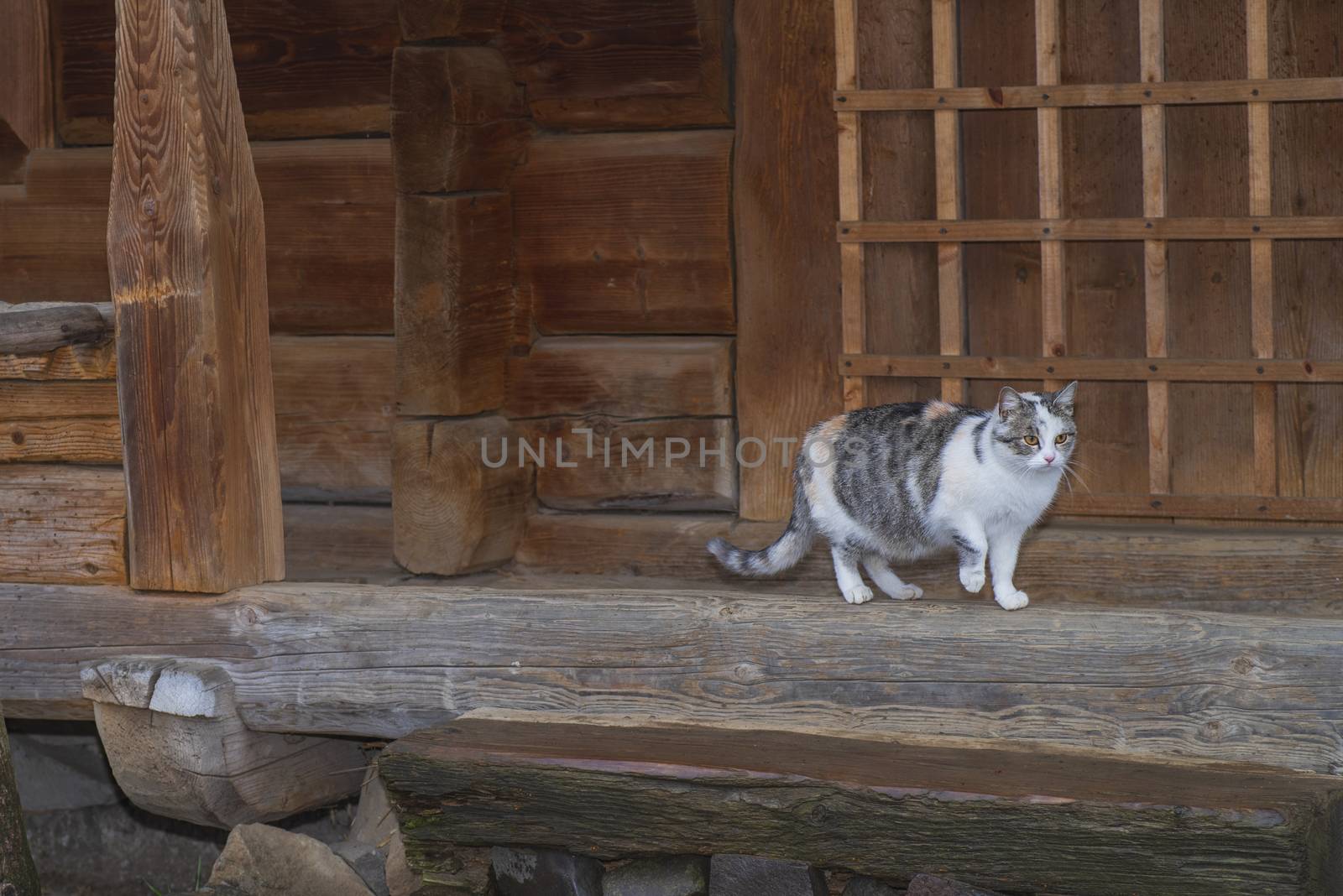 Cute gray cat sitting on a wooden bench outdoors .A gray cat sits on a wooden bench near the house.Three-color beautiful cat.