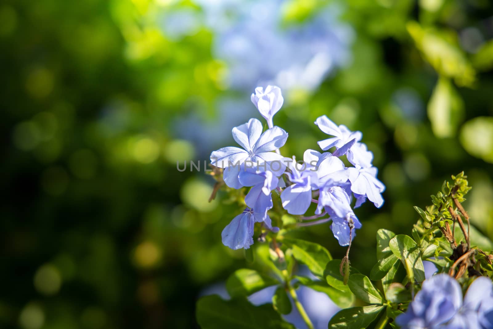 The background image of the colorful flowers, background nature