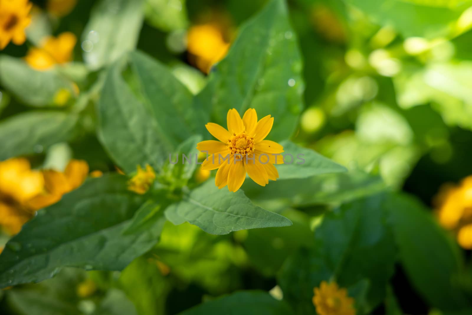 The background image of the colorful flowers by teerawit