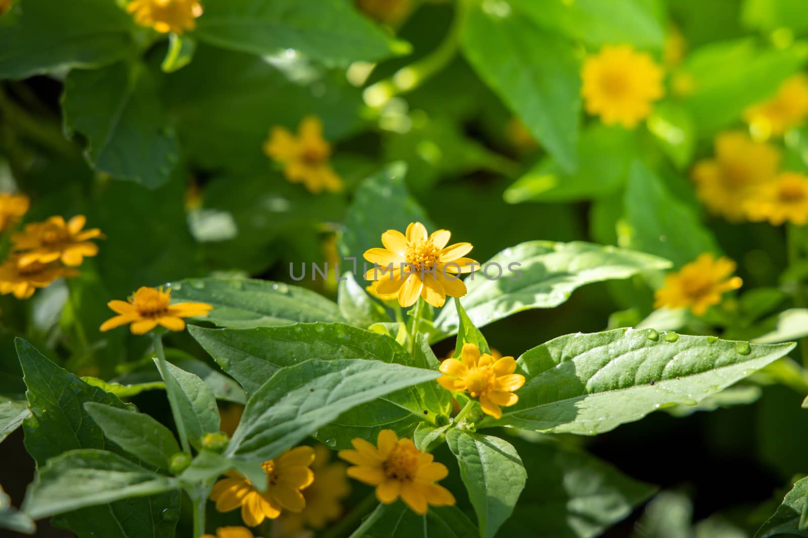 The background image of the colorful flowers by teerawit