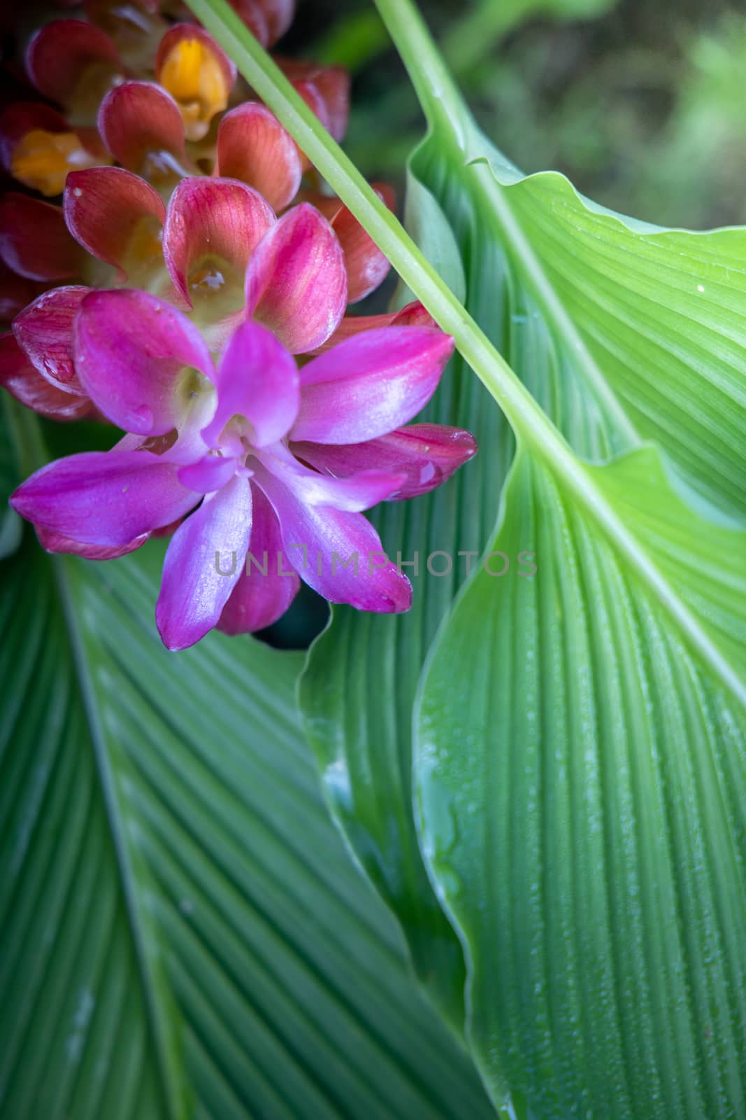 The background image of the colorful flowers by teerawit