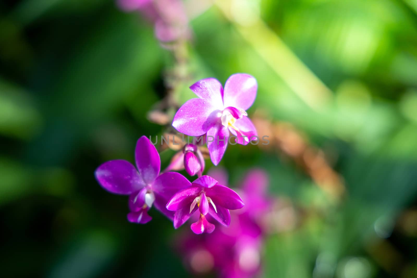 The background image of the colorful flowers by teerawit