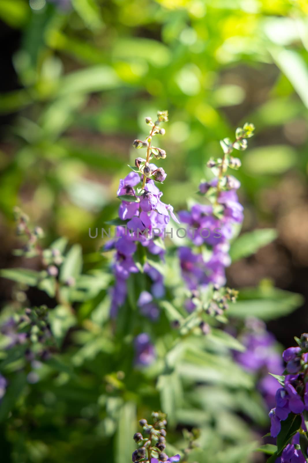 The background image of the colorful flowers, background nature