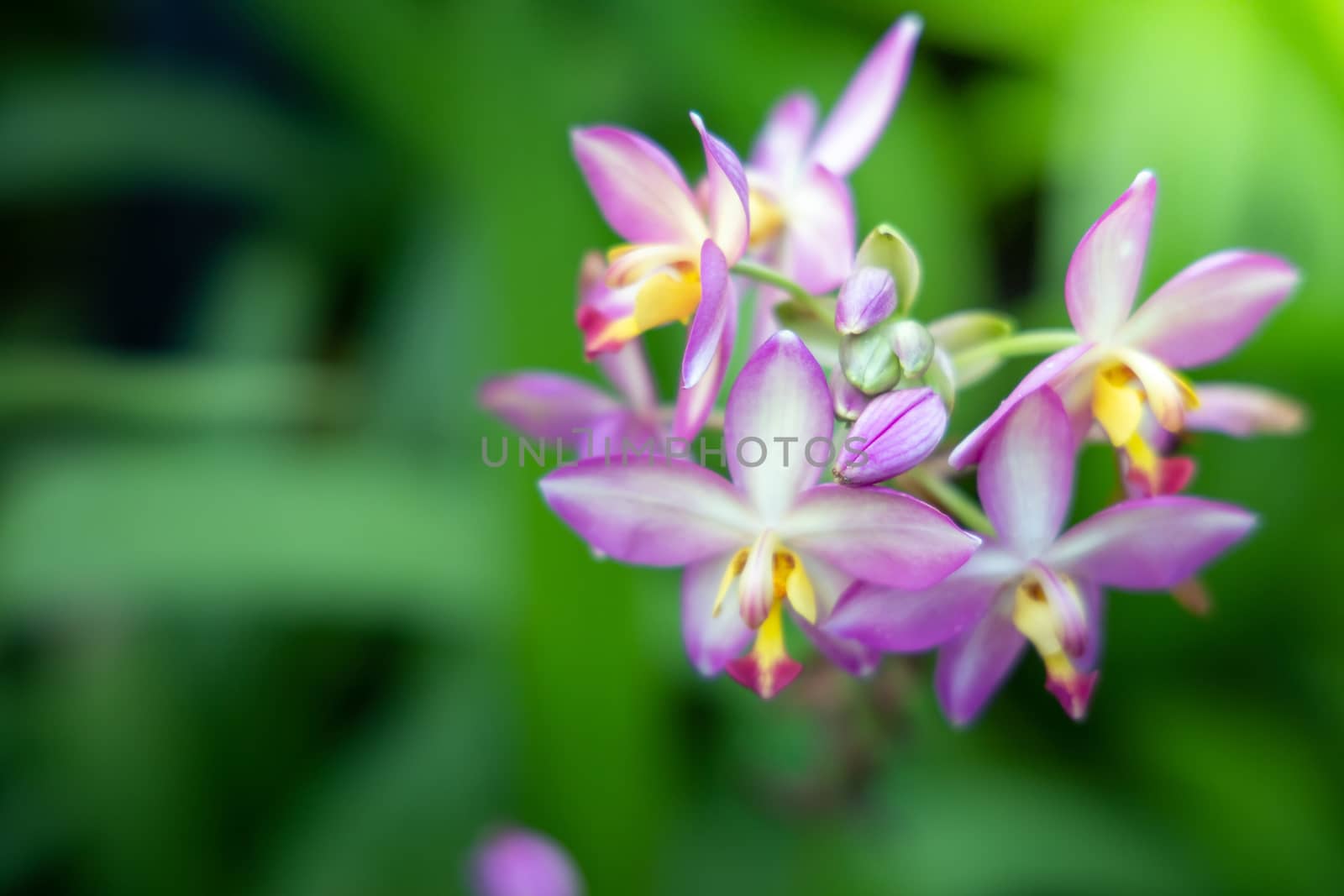 The background image of the colorful flowers by teerawit