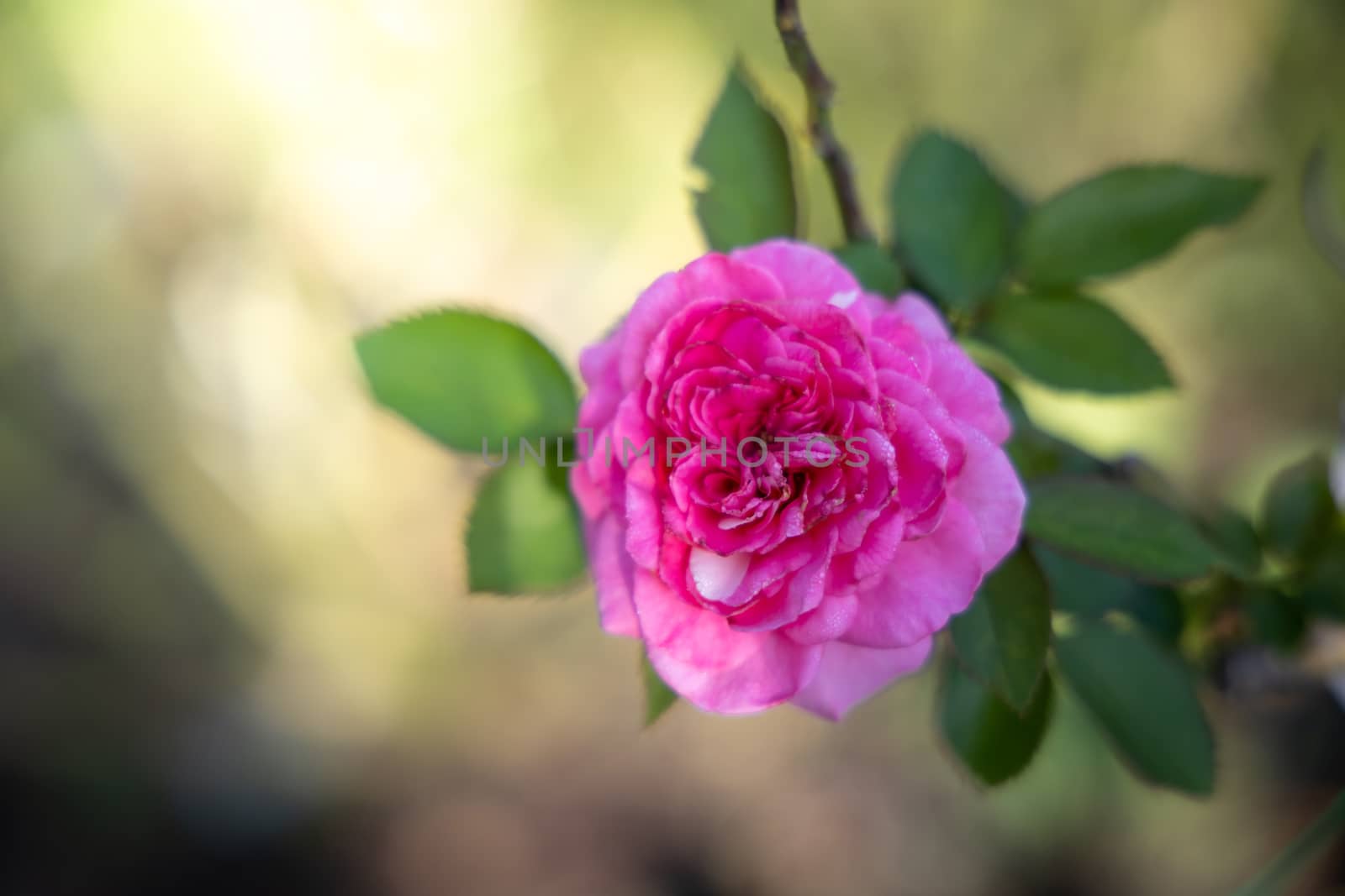 Roses in the garden, Roses are beautiful with a beautiful sunny day.