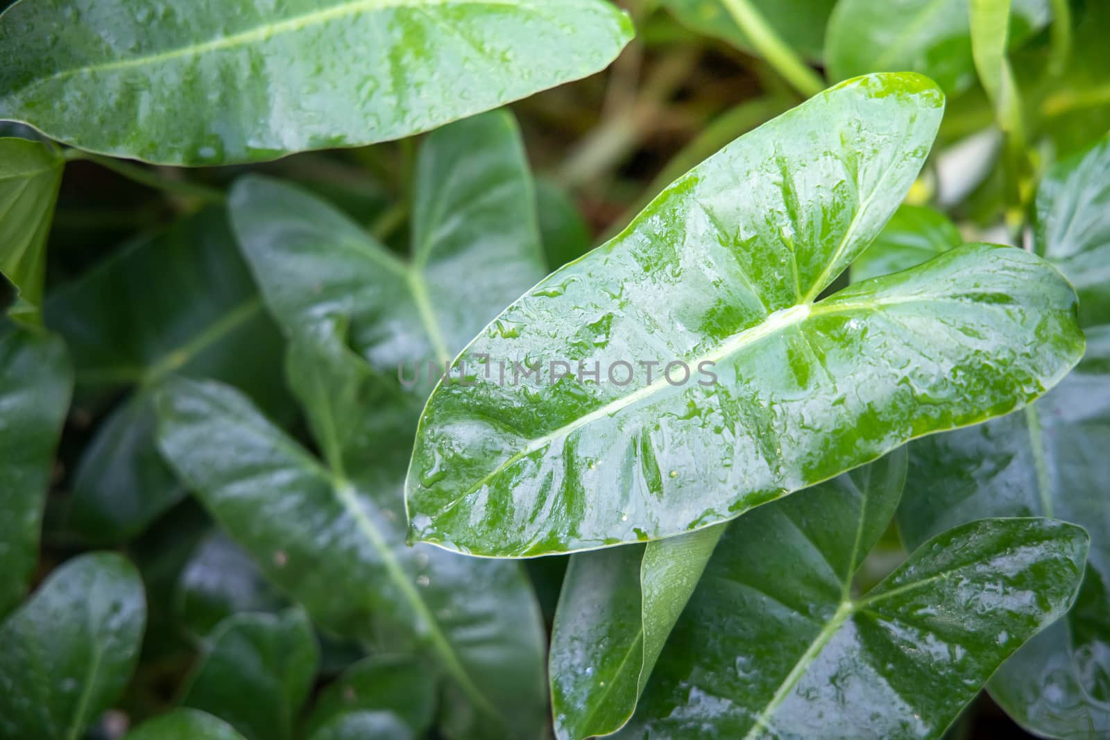 Close Up green leaf under sunlight in the garden. Natural backgr by teerawit