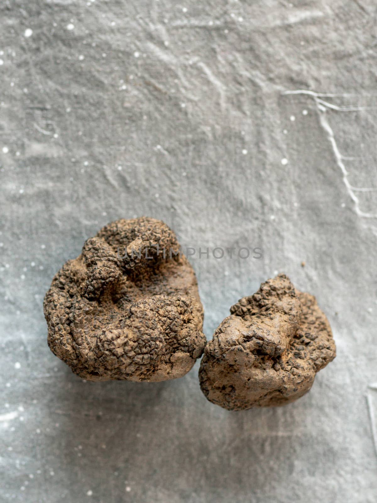 Expensive rare black truffle mushroom on gray background. Vertical. Black truffles top view with copy space for text or design.