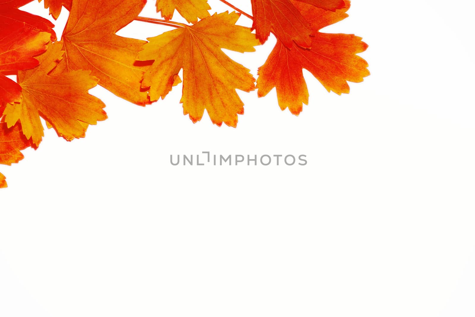 Autumn background. Leaves of different colors.