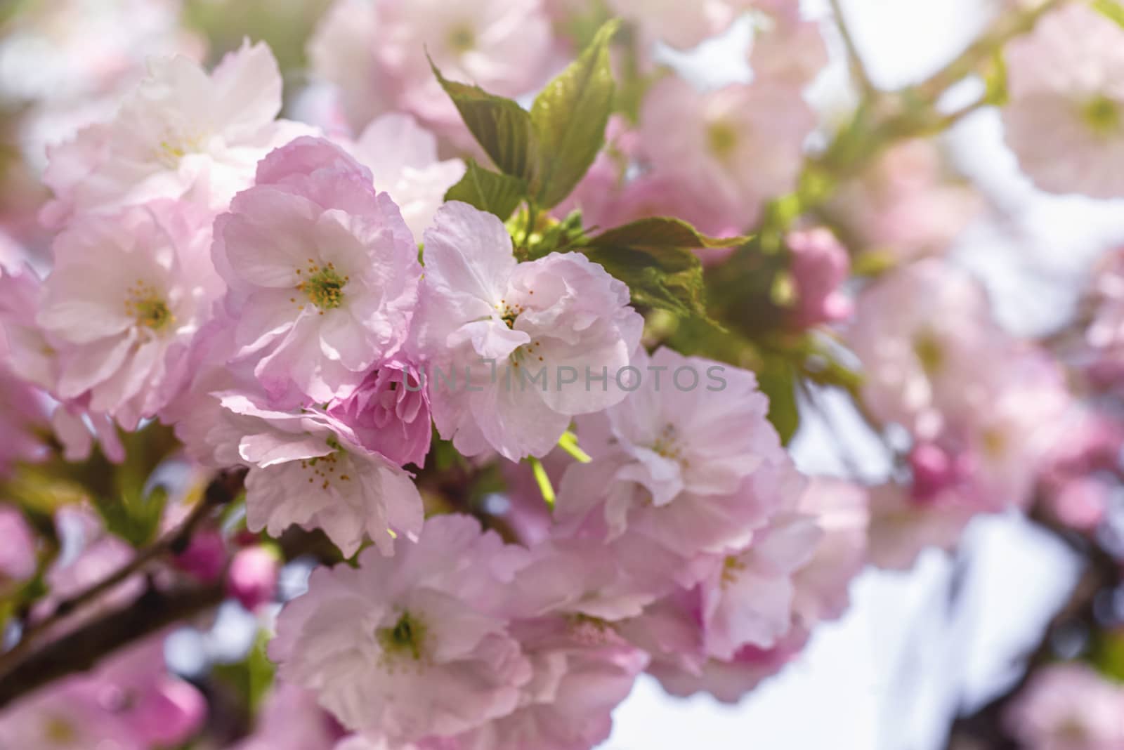 Spring blossom.Pink sakura flowers. Sakura flowers close up.