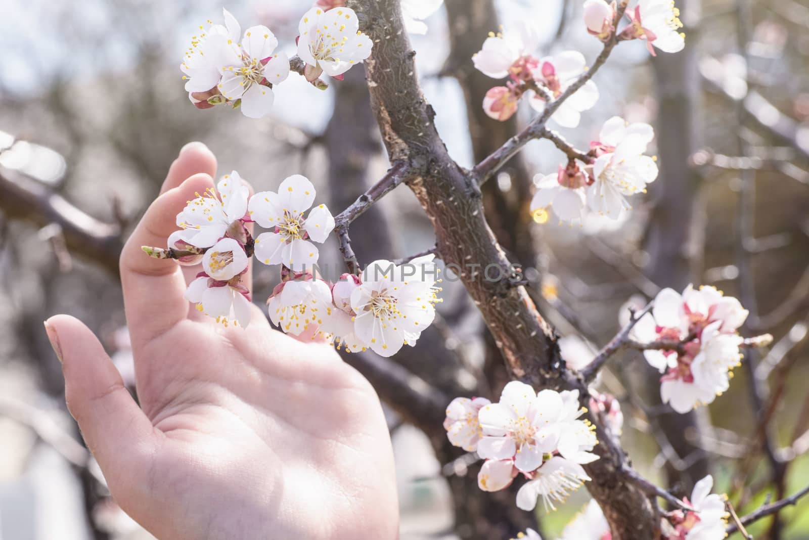 Spring day. A branch of cherry blossoms in hand. Flowering apricot on a sunny day, hand holding cherry blossoms in spring.