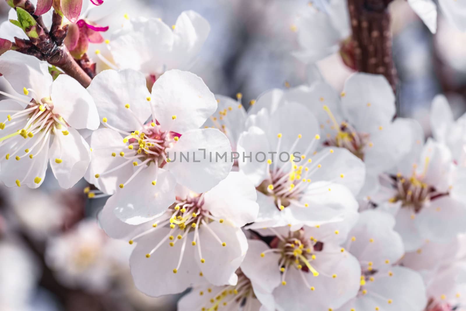 A branch of cherry blossoms . Flowering apricot on a sunny day, cherry blossoms in spring.Close up flowers.Sakura against the blue sky. by nkooume