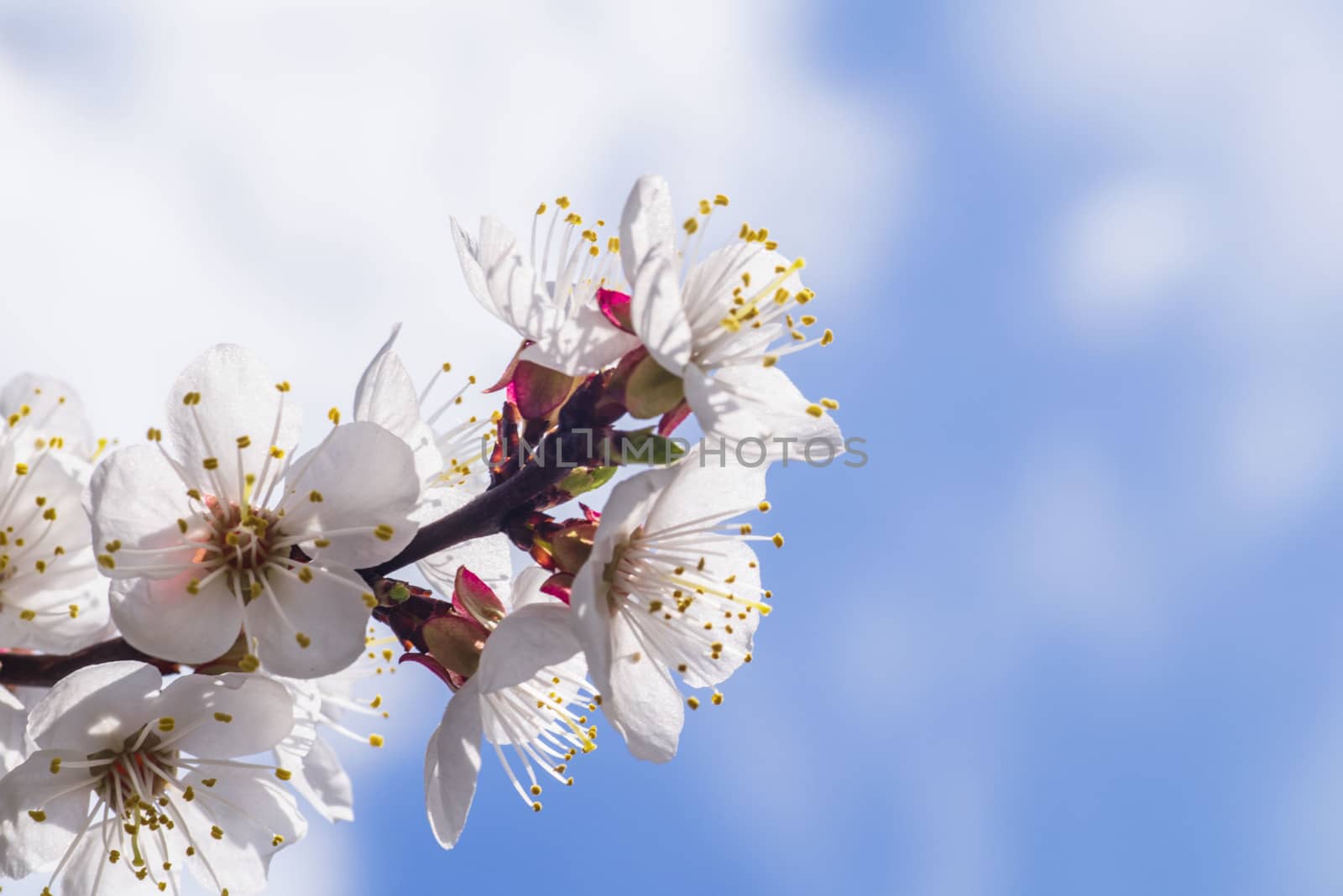 A branch of cherry blossoms . Flowering apricot on a sunny day, cherry blossoms in spring.Close up flowers.Sakura against the blue sky. by nkooume