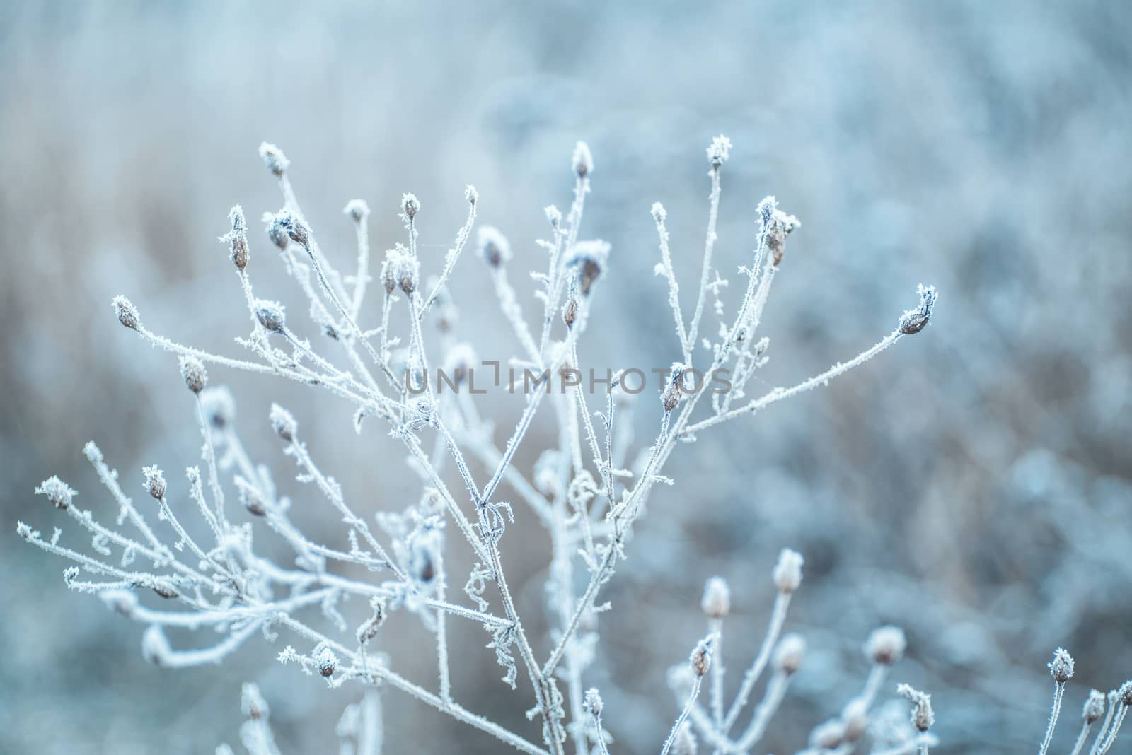 winter landscape with trees covered with snowflakes