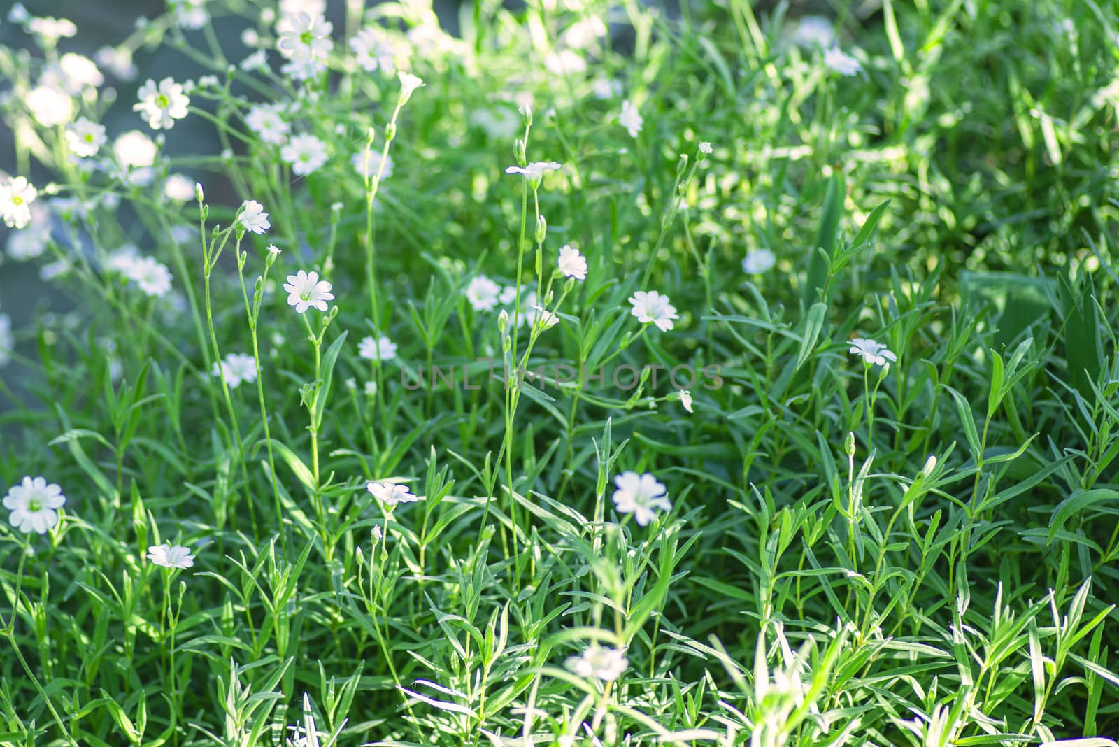 Nature background.White small flowers in the garden.