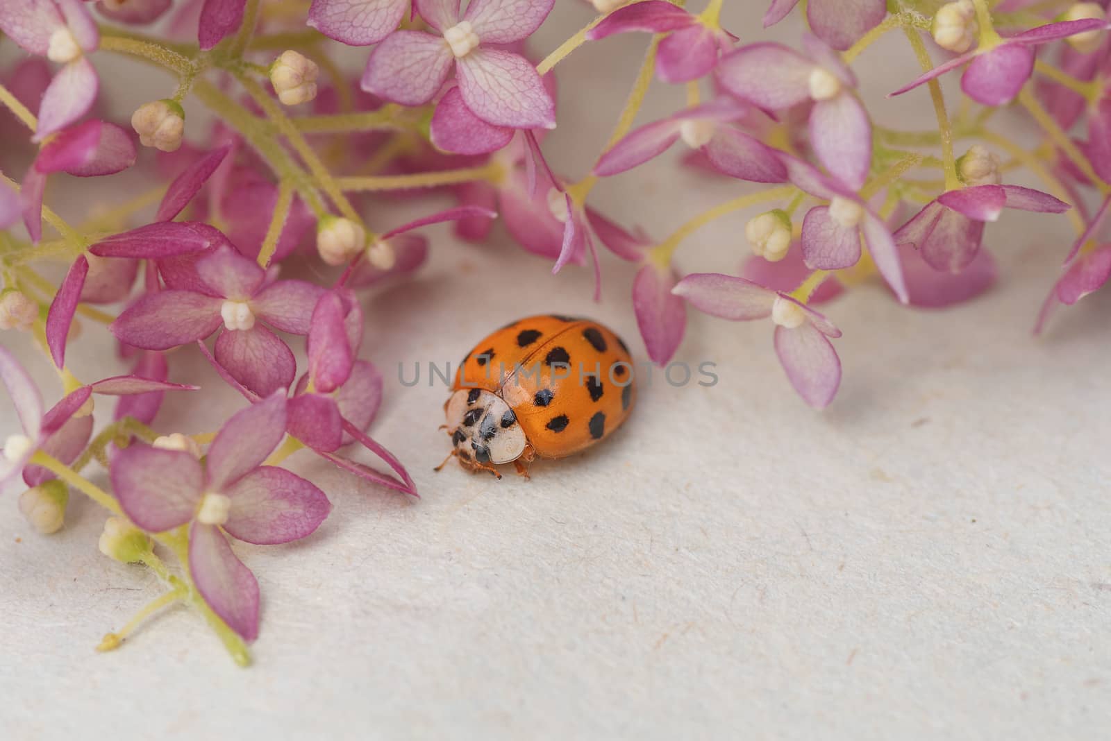 ladybug sits on a flower . Insects, ladybug close-up. Soft and selective focus.